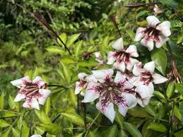 Image result for Rothmannia longiflora