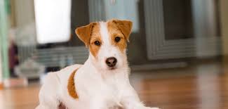 Maybe you would like to learn more about one of these? Parson Russell Terrier Steckbrief Charakter Wesen Haltung