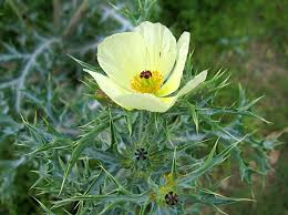 Image result for Argemone