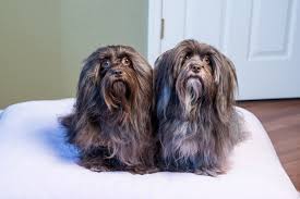There is no miracle diet for diabetic dogs so you will have to find an appropriate diet for your particular dog in consultation with a veterinarian. Healthy Homemade Dog Food Tasty Low Carb Recipe Dog Food Recipes Homemade Dog Food Diabetic Dog Food
