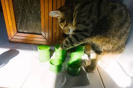 Slow feeders for cats come in four basic styles: My Cat Eats Too Fast How Can I Get Kitty To Slow Down Eating