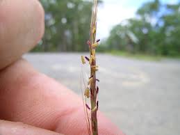 Image result for Capillipedium