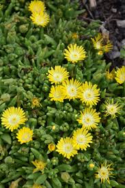 Image result for Delosperma mahonii