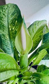 Image result for dieffenbachia flower
