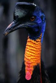 Bird That Looks Like An Ostrich Cassowary Beautiful Birds Colorful Birds Birds