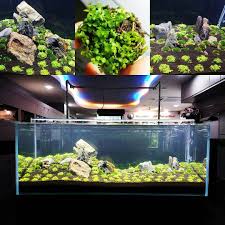 Beautiful Aquascape Freshwater Tank Container Water Gardens Freshwater Aquarium Plants Aquascape