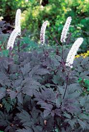 Search for instant quality results at helping.com. Imgs For Cimicifuga Racemosa Hillside Black Beauty Plants Dark Purple Flowers Garden Features