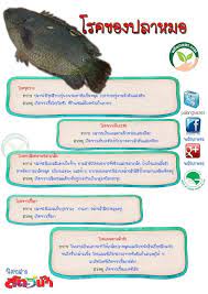 ปลาหมอ ม โรคท ต องระว ง 5 อย าง การเล ยงปลาหมอ พล งเกษตร ปลา หมาแมว ส ตรอาหาร