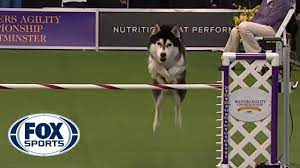 Lobo The Siberian Husky Goes Off Script In The 24 Inch Class Of Agility Competition Fox Sports Youtube