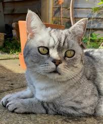 Sokak kedileri ( stray cats ) + join group. Kediniz Sizi Aldatiyor Mu Ya Da O Gercekten Sizin Kediniz Mi