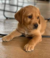 How Much Should A Labrador Puppy Cost