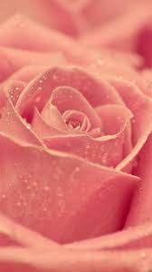 Rose Dew Flower Macro Iphone 6 Plus Wallpaper Valentines Wallpaper Valentines Wallpaper Iphone Flower Iphone Wallpaper