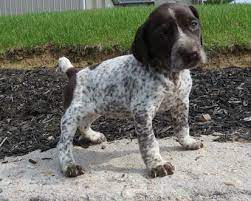 Looking for a german shorthaired pointer puppy for sale? German Shorthaired Pointer Puppies For Sale Petfinder