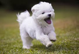 Use the form to the right to find a puppy near you. Cheapest Dog Breeds In The World Work Money