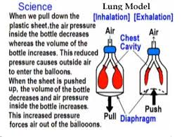 Build Your Own Lung Model Science Project Do Science Science Projects Respiratory System Projects Science Project Board