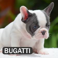 On rare time smaller also. Sold Bugatti French Bulldog Breed