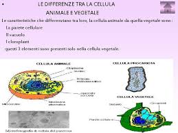 Le cellule procariote ed eucariote. Teoria Cellulare Membrana Plasmatica Vari Organuli Cellula Eucariote
