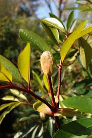 Image result for Cunonia capensis