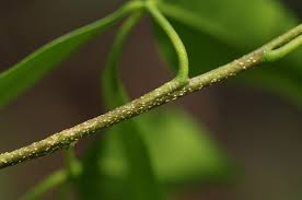 Image result for Vepris bremekampii