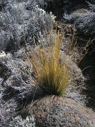 Image result for Poa leptoclada