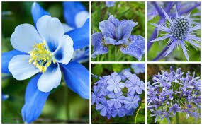 Equate white perennial flowers to flying in an airliner over the united states at night. 17 Blue Perennials For Your Garden Garden Lovers Club