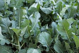 They are actually edible and you could eat them without a problem, but my thinking is that if the floret looks like something ken would present to barbie as a token of his undying love, then i'm not eating it… How To Grow Broccolini Gardener S Path