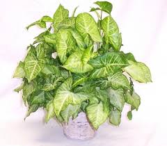 Use These Tips To Grow The Arrowhead Vine Arrowhead Plant Hanging Plants Indoor Indoor Plants