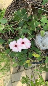 Image result for Thunbergia annua