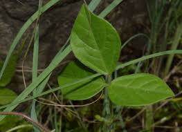 Image result for Macrotyloma tenuiflorum