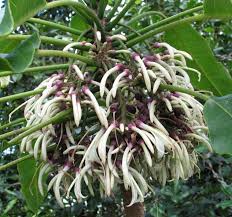 Image result for Rinorea angustifolia
