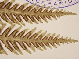 Image result for Pteris dentata