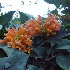 Image result for Tabernanthe elliptica