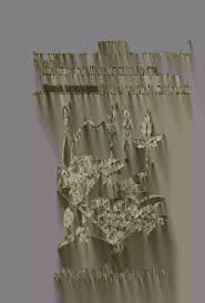 Image result for Pittosporum fulvotomentosum