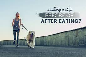 How to leash train a puppy? Walking A Dog Before Or After Eating Risks Benefits More Canine Bible