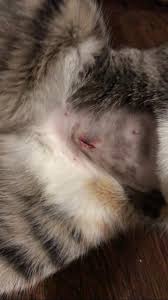 She is almost back to normal.but ive never had a female cat before so im not exactly sure what the incision should look like afterwords. Should I Go To The Vet Female Cat Spay Incision Seems Opened Picture Inside Askvet
