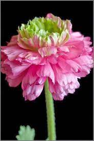 Rosas E Imagens Buttercup Flower Flower Anatomy Garden Mural