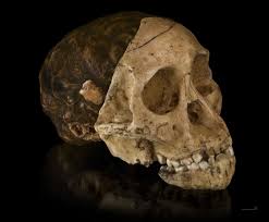 Sin embargo, este niño es solo uno de los muchos fósiles de estos humanos que se. Nino De Taung Wikipedia La Enciclopedia Libre