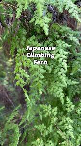 Image result for Lygodium