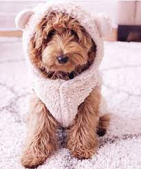 Most Current Snap Shots Labrador Retriever Full Grown Popular Goldendoodle Puppy Mini Goldendoodle Puppies Cute Dogs Breeds