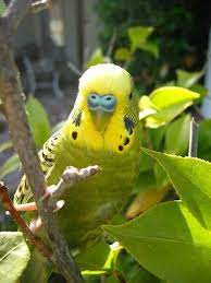 What Do Budgies Eat Pethelpful