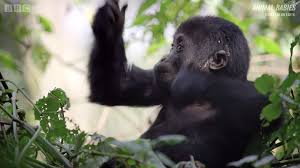 Tiny Baby Gorilla Practices Pounding Her Chest