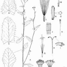 Image result for Emilia debilis