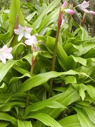 Image result for Crinum moorei