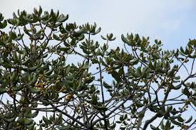 Image result for Uapaca