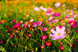 Check spelling or type a new query. How Does Your Garden Grow Lee S Gardening Advice Beautiful But Deadly Fethiye Times