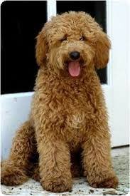 The graphics below are incredibly helpful for explaining to how describe different components of a goldendoodle haircut. Pin On Goldendoodle