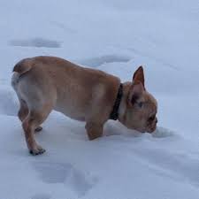 Golden retriever puppies for sale! Akc Cream French Bulldog Male For Sale In Virginia Beach Virginia Classified Americanlisted Com