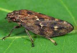 Image result for Hypolytrum pynaertii