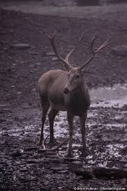 Extinct In The Wild Pere David S Deer This Species Is Listed As Extinct In The Wild As All Populati Extinct And Endangered Animals Deer Species Rare Animals