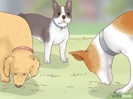 Dog's will eat all sorts of things, but eating dirt might be one that gives you cause for concern. How To Get A Dog To Stop Eating Dirt With Pictures Wikihow